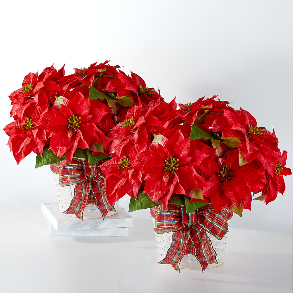 Happiest Holidays Poinsettia Bundle – ROY'S FLORIST, Winnipeg MB