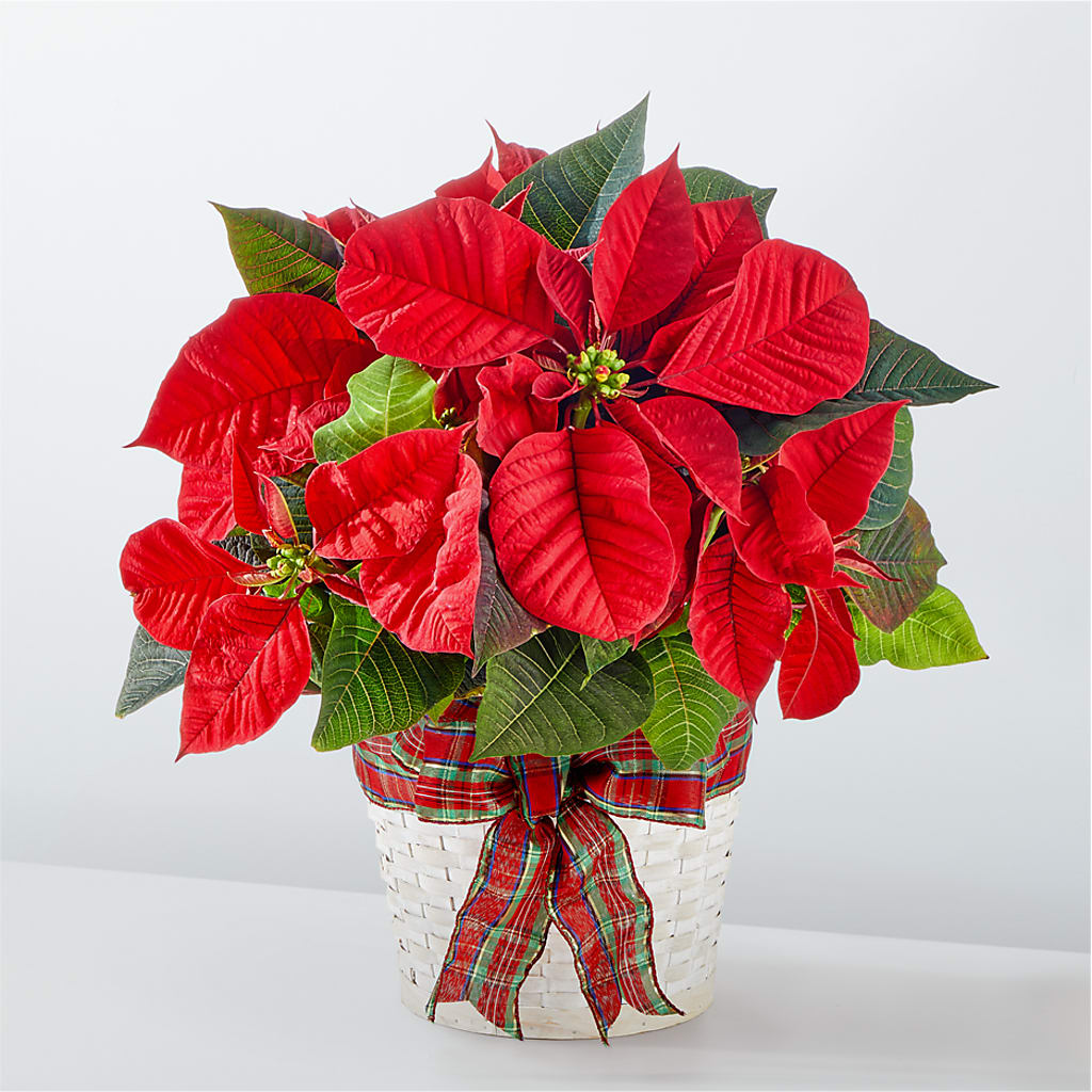 Happiest Holidays Poinsettia – ROY'S FLORIST, Winnipeg MB