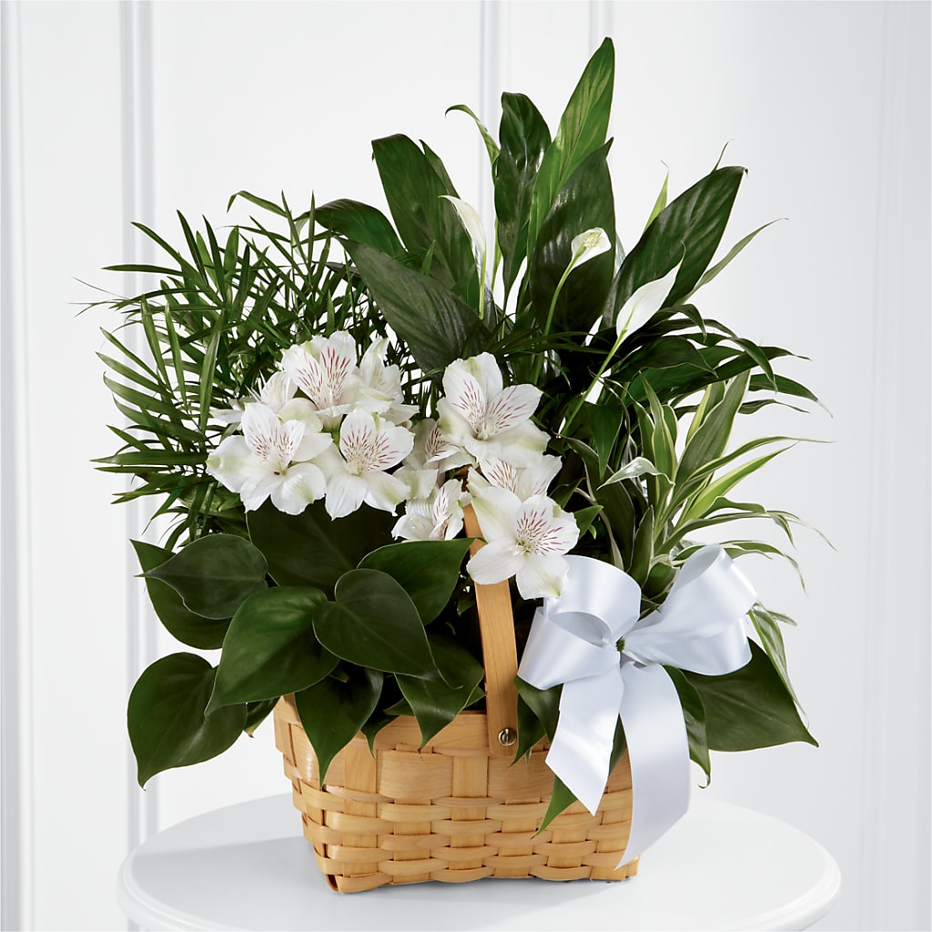 Peace & Serenity Dishgarden – ROY'S FLORIST, Winnipeg MB