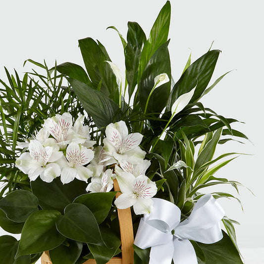 Peace & Serenity Dishgarden – ROY'S FLORIST, Winnipeg MB