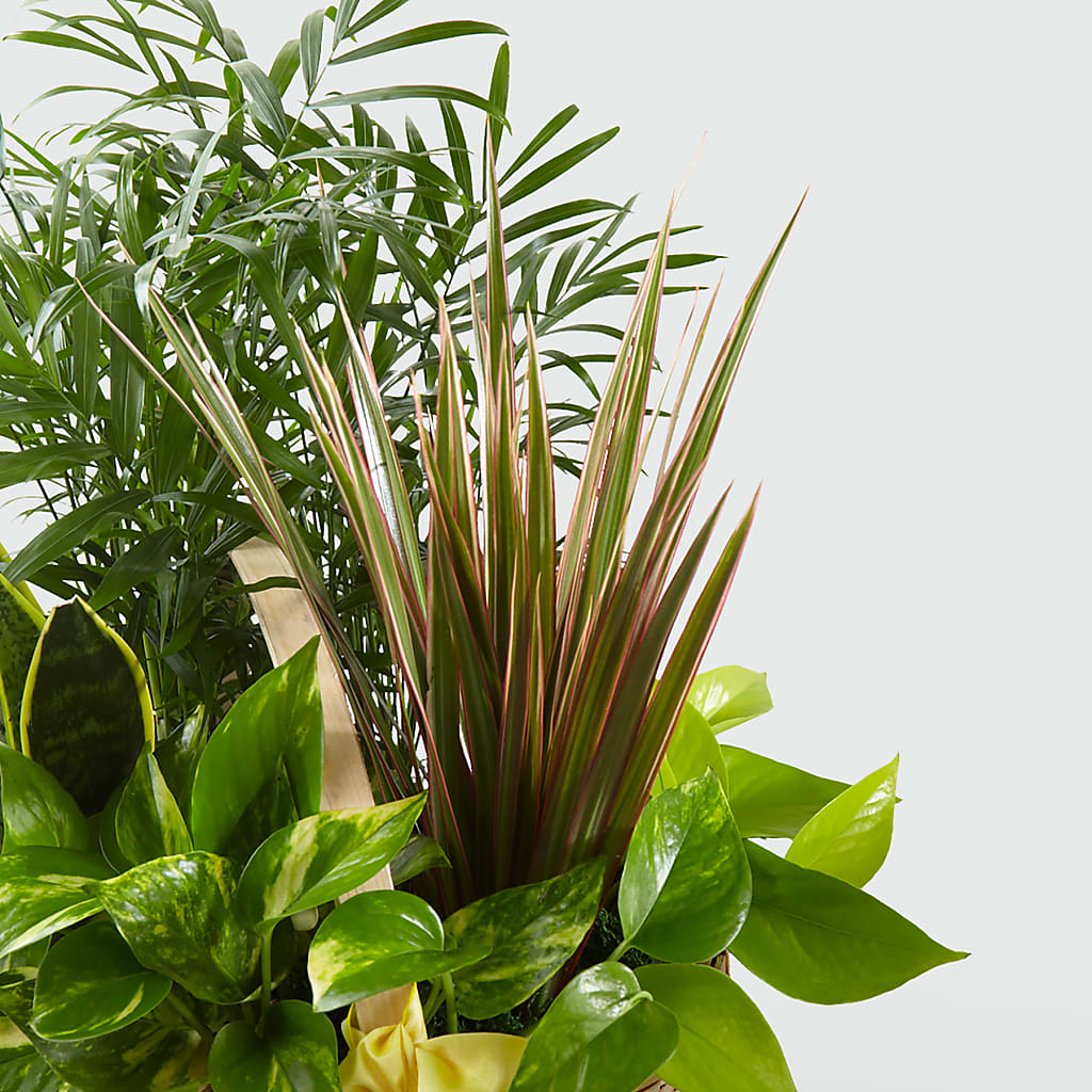 French Garden – ROY'S FLORIST, Winnipeg MB