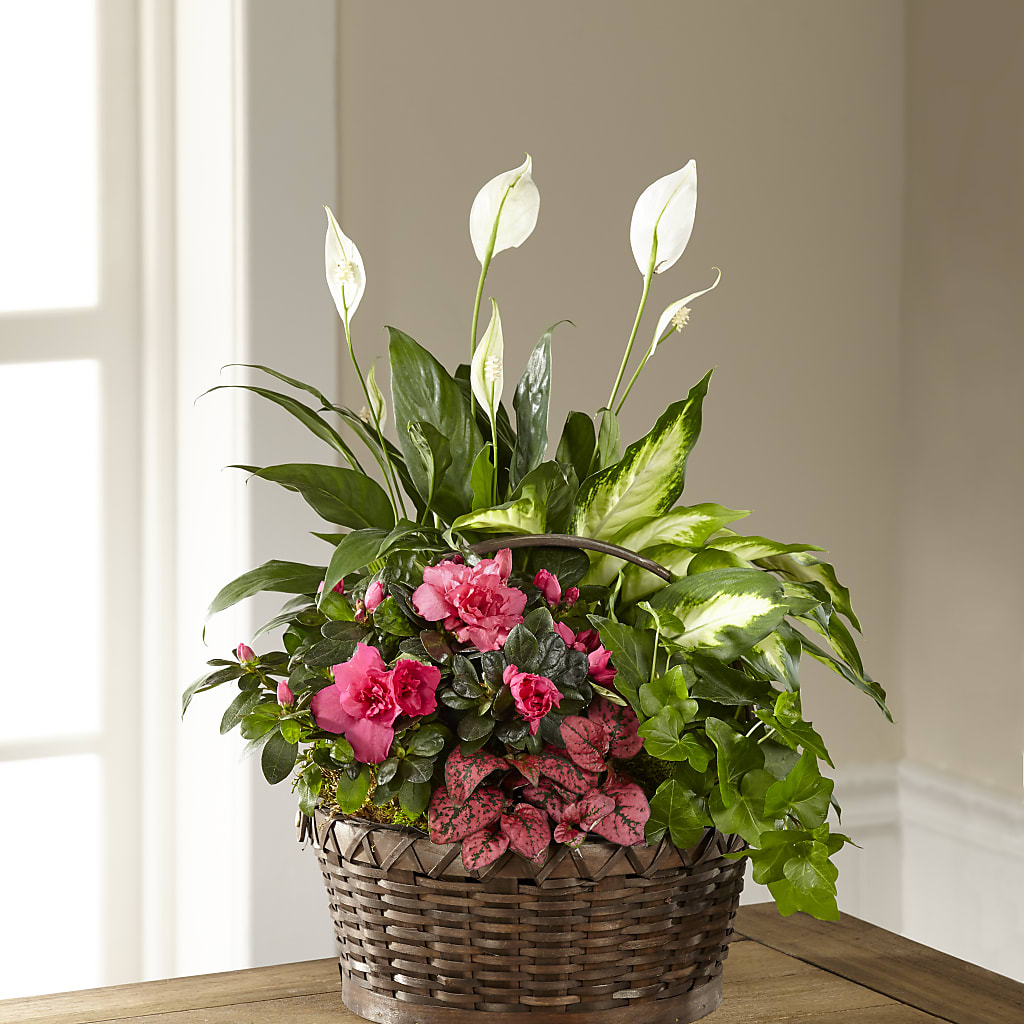 Dream in Pink Dishgarden – ROY'S FLORIST, Winnipeg MB