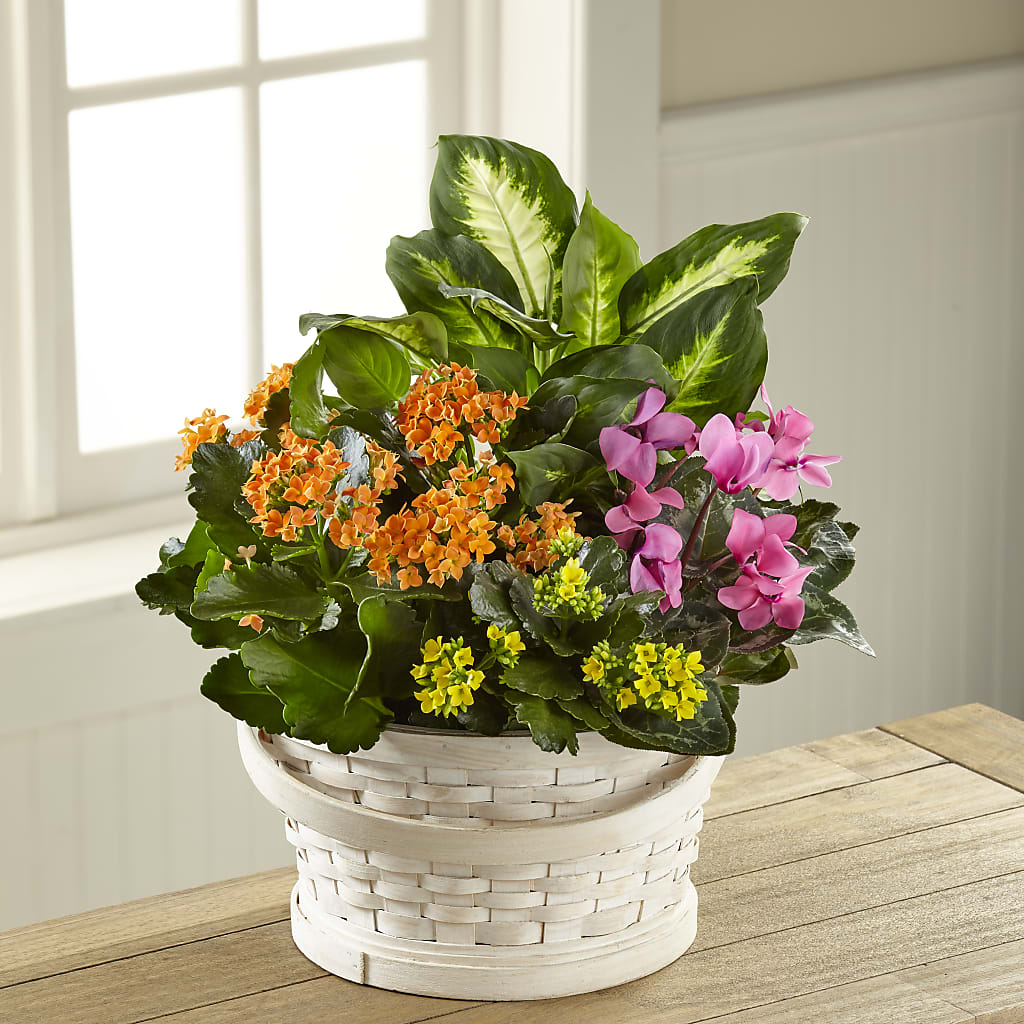 Color Crush Dishgarden – ROY'S FLORIST, Winnipeg MB