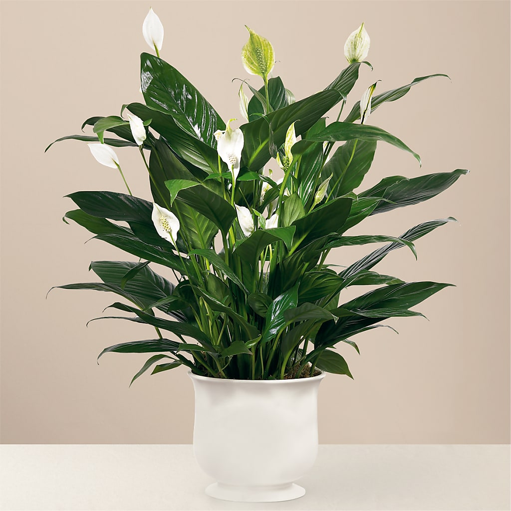 Comfort Planter – ROY'S FLORIST, Winnipeg MB