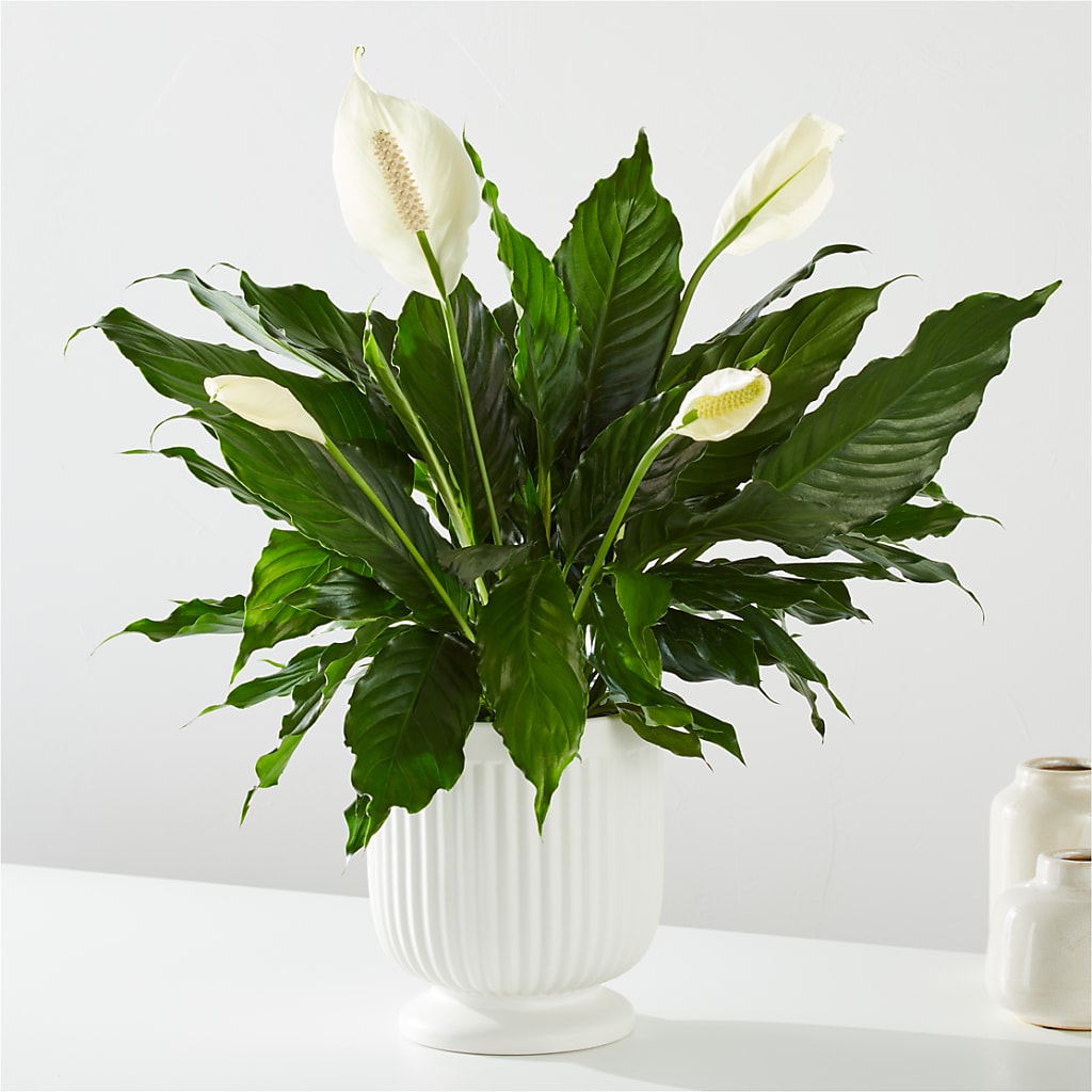 Comfort Planter – ROY'S FLORIST, Winnipeg MB