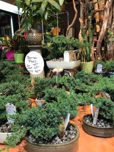 Bonsai Tree