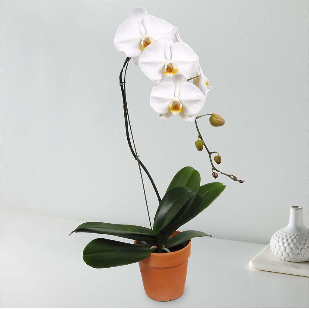 White Cascading Orchid – ROY'S FLORIST, Winnipeg MB