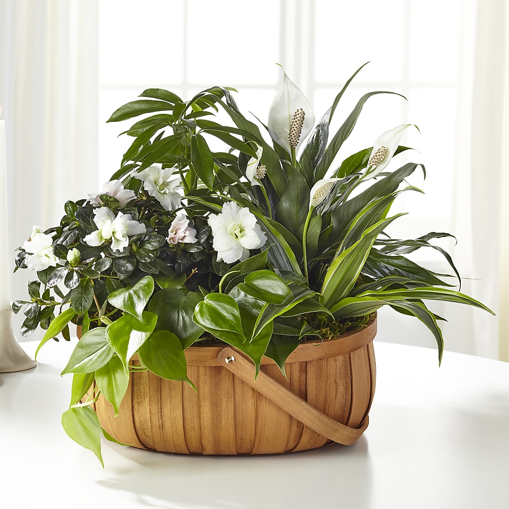 Serene Dishgarden – ROY'S FLORIST, Winnipeg MB