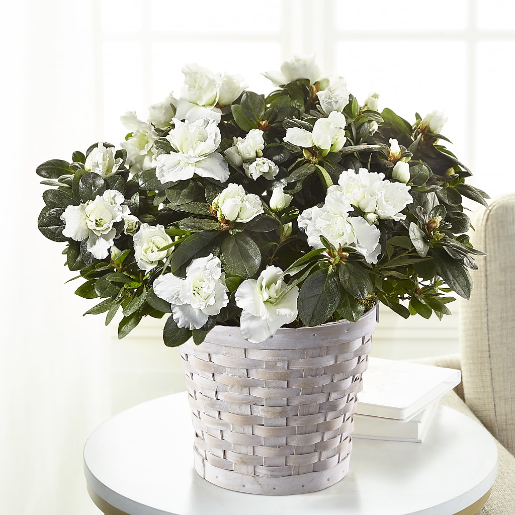 White Azalea Plant – ROY'S FLORIST, Winnipeg MB