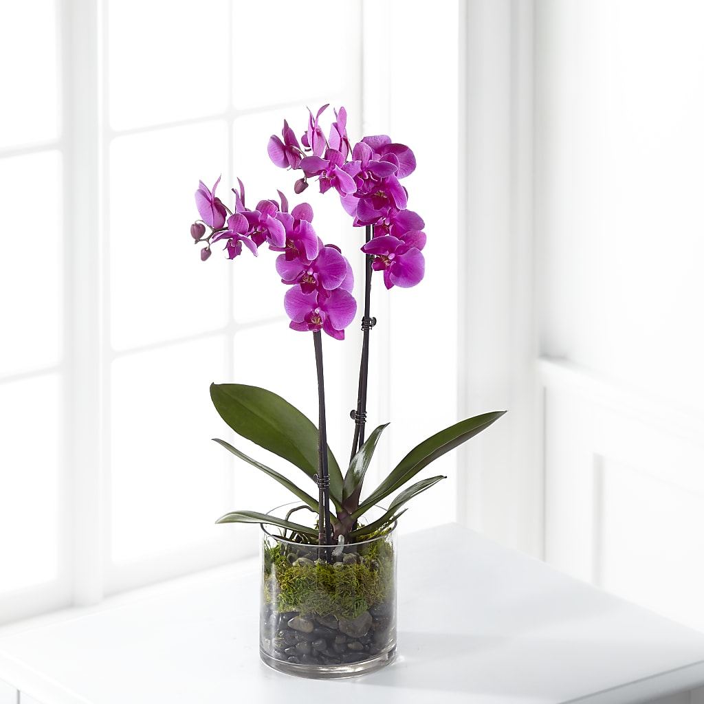 Pink Orchid Plant – ROY'S FLORIST, Winnipeg MB
