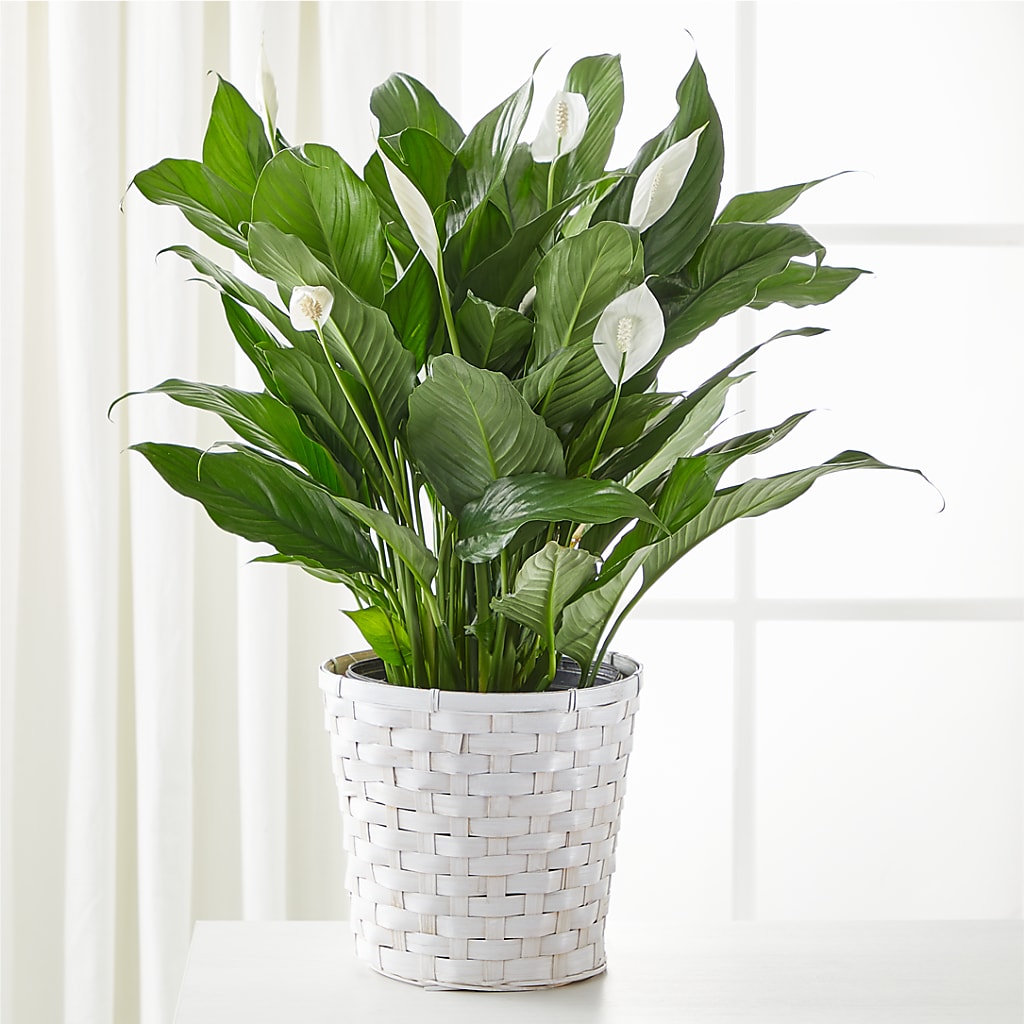 A New Leaf Peace Lily – ROY'S FLORIST, Winnipeg MB