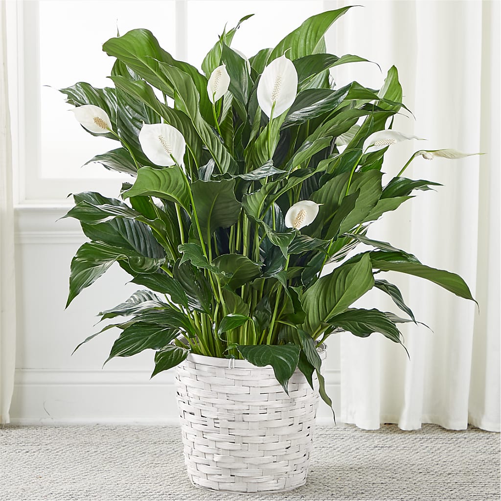 A New Leaf Peace Lily – ROY'S FLORIST, Winnipeg MB