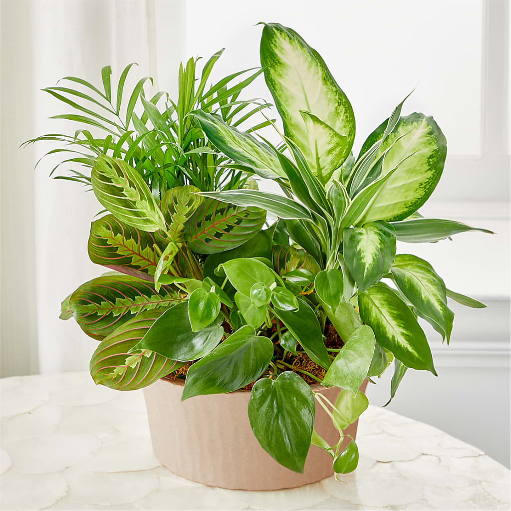 Balance & Harmony Dishgarden – ROY'S FLORIST, Winnipeg MB