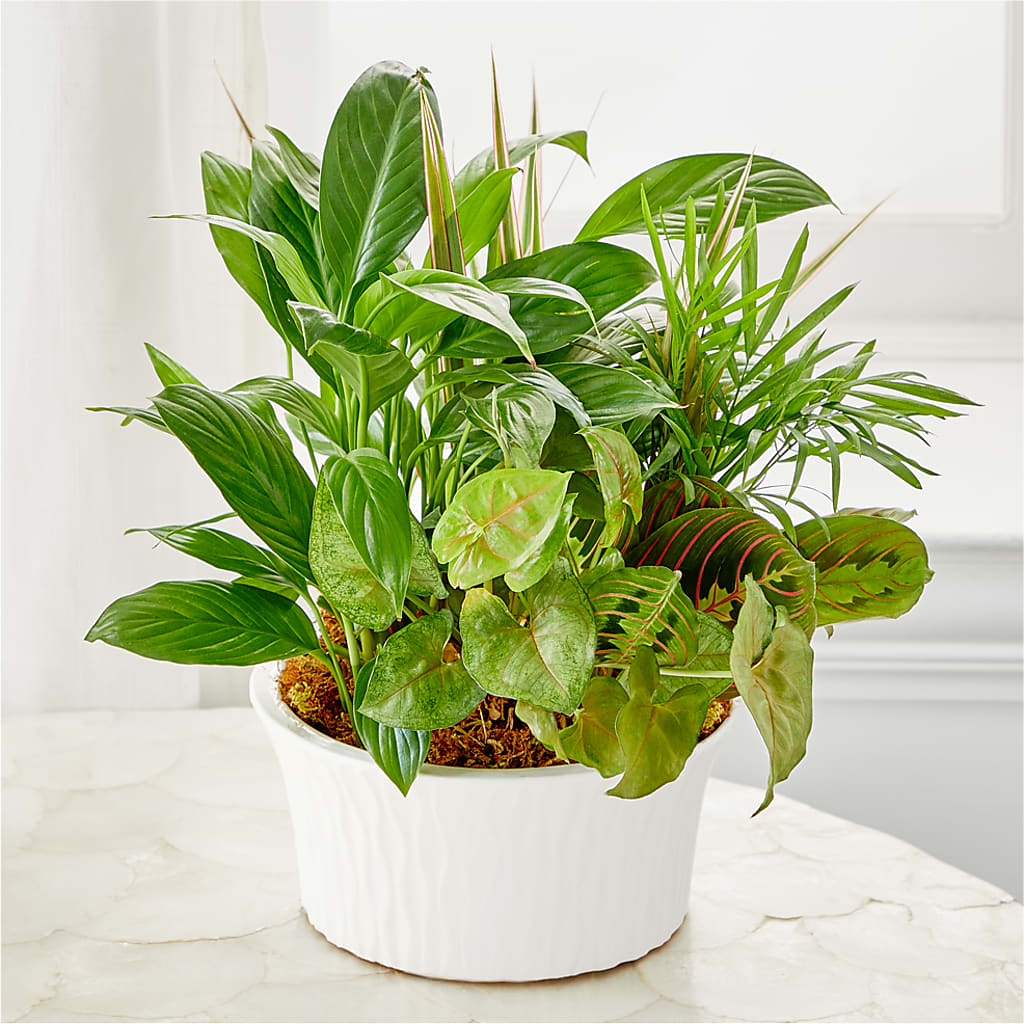 Balance & Harmony Dishgarden – ROY'S FLORIST, Winnipeg MB