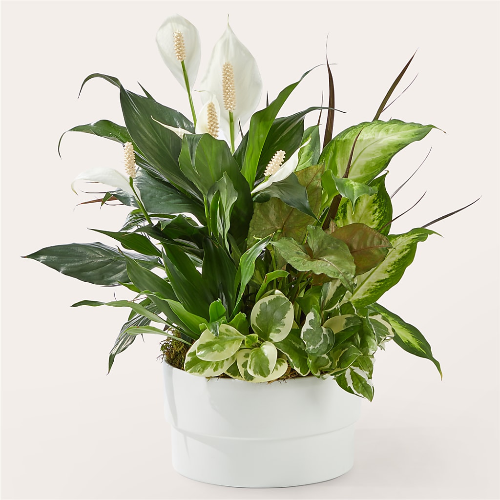 Radiating Positivity Dishgarden – ROY'S FLORIST, Winnipeg MB
