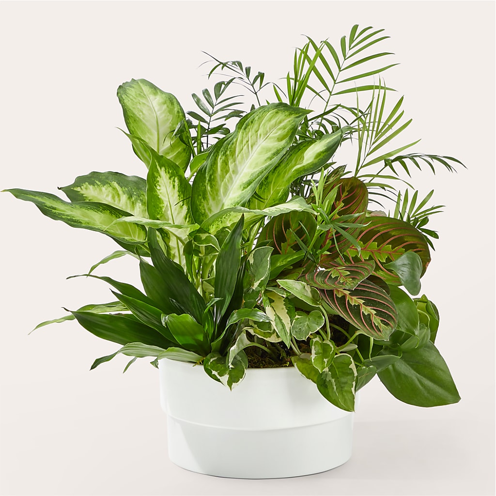 Radiating Positivity Dishgarden – ROY'S FLORIST, Winnipeg MB