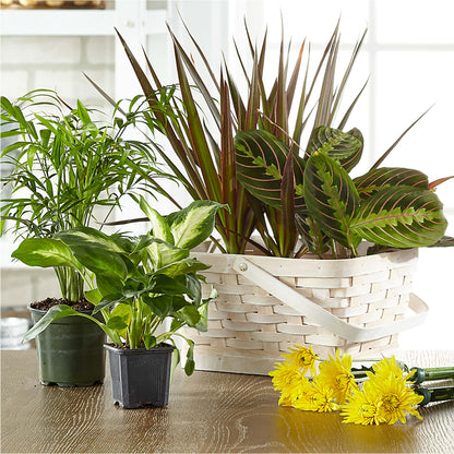 Florist Designed Blooming and Green Plants in a Basket – ROY'S FLORIST, Winnipeg MB