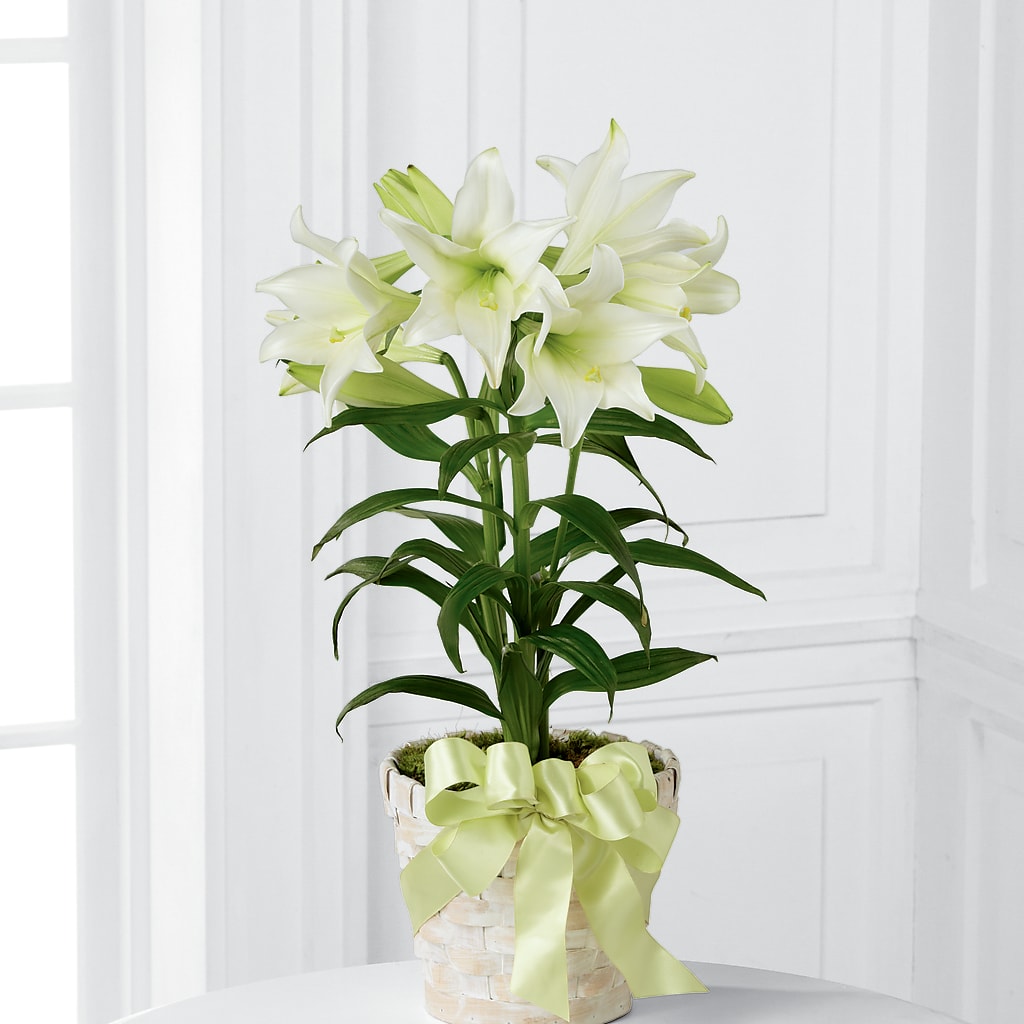 Easter Lily Plant – ROY'S FLORIST, Winnipeg MB