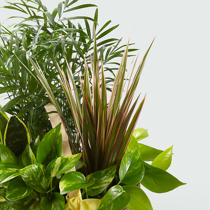 French Garden – ROY'S FLORIST, Winnipeg MB