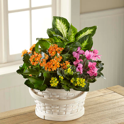 Color Crush Dishgarden – ROY'S FLORIST, Winnipeg MB
