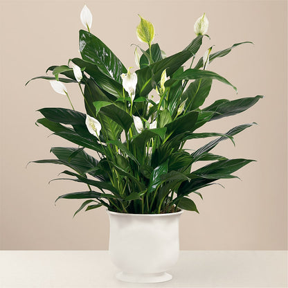 Comfort Planter – ROY'S FLORIST, Winnipeg MB