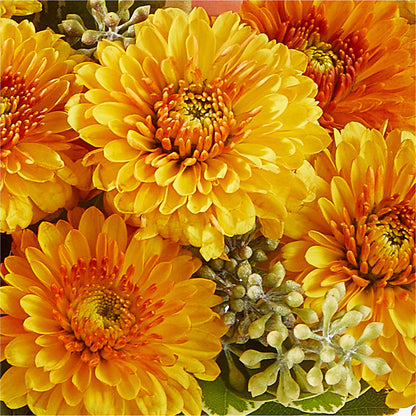 Peachy Pumpkin – ROY'S FLORIST, Winnipeg MB