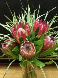 Pink Mink Proteas