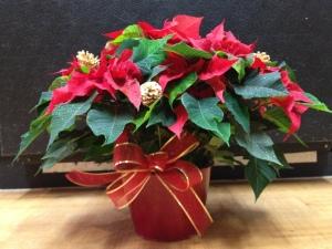 Poinsettia – ROY'S FLORIST, Winnipeg MB