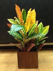 Croton Plant – ROY'S FLORIST, Winnipeg MB