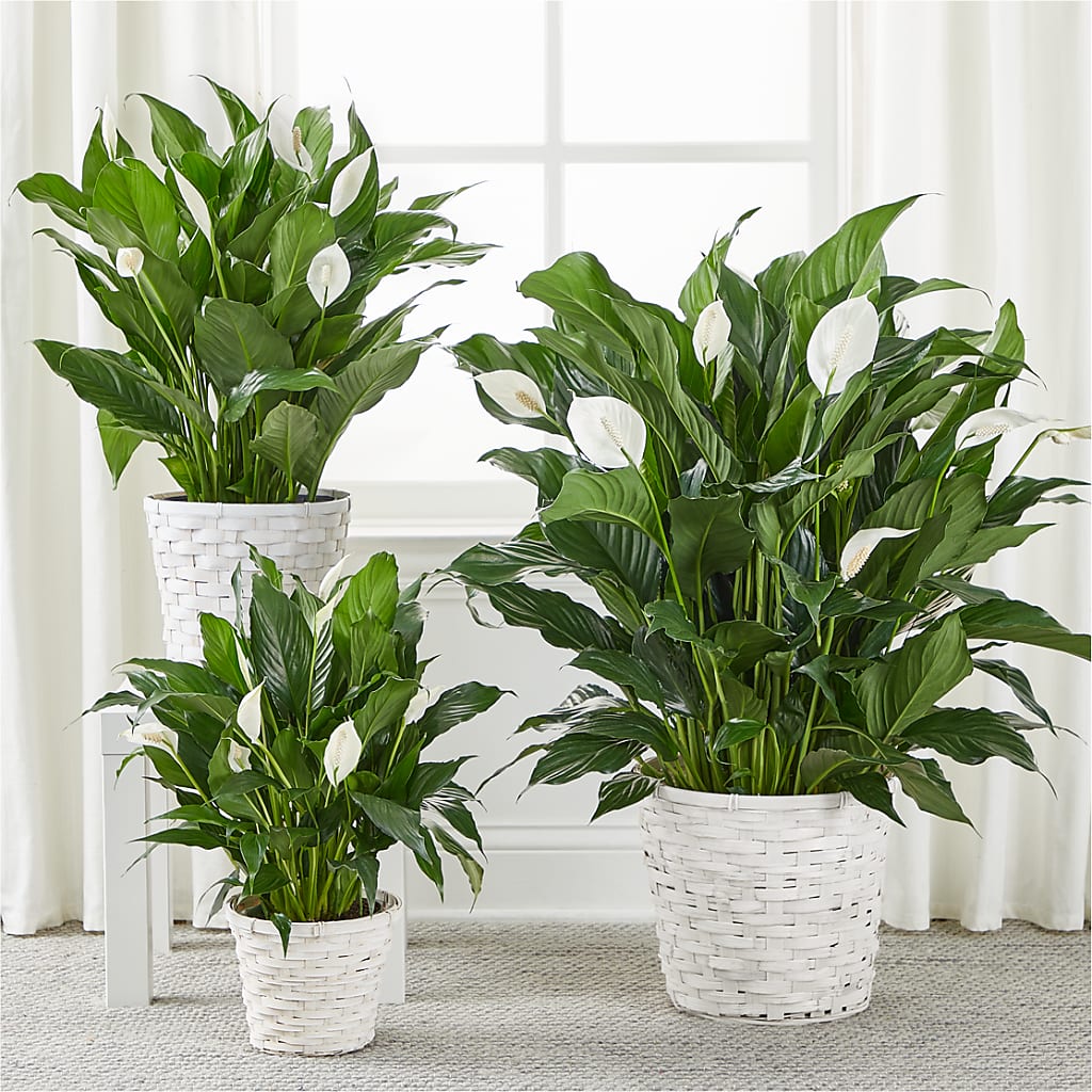 A New Leaf Peace Lily – ROY'S FLORIST, Winnipeg MB