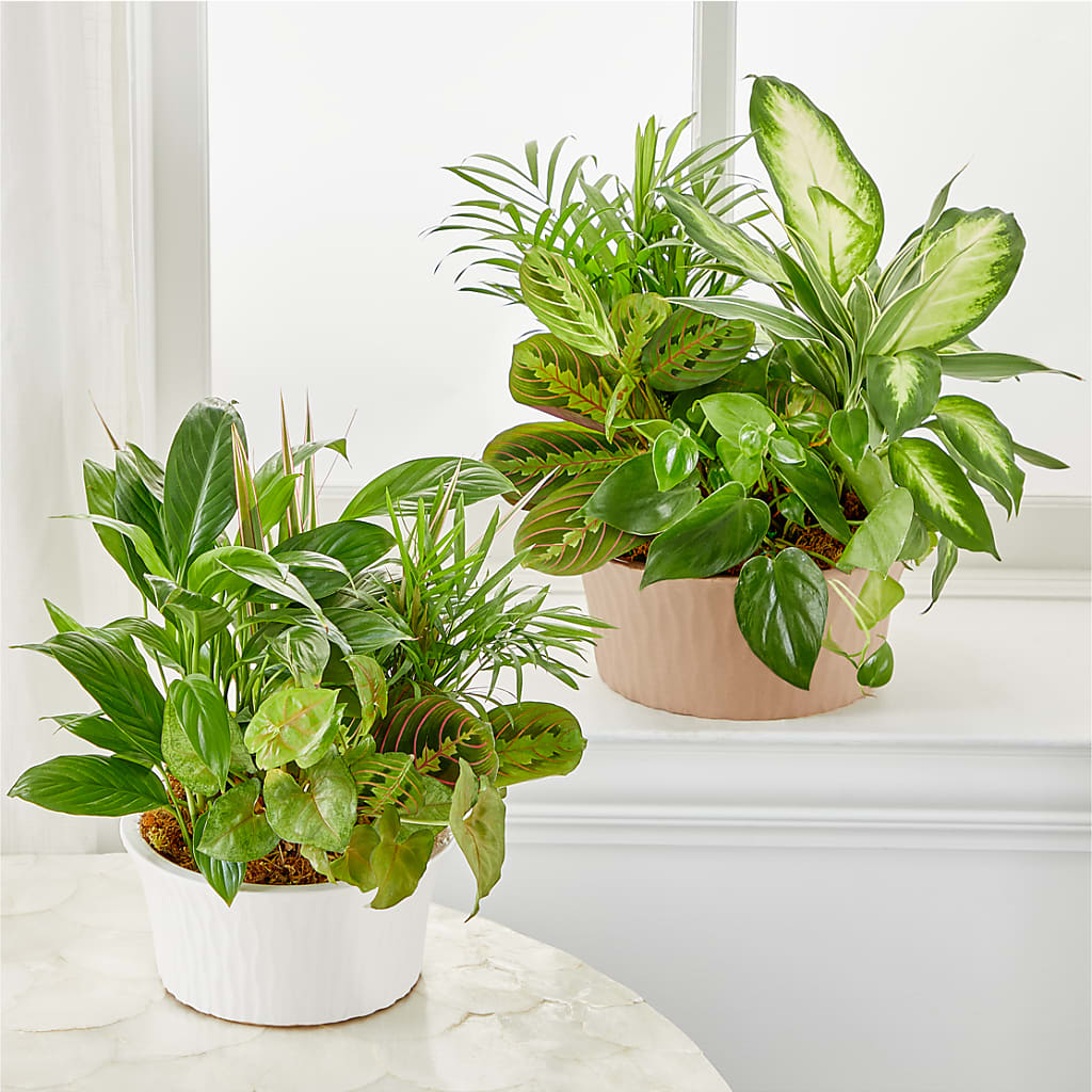 Balance & Harmony Dishgarden – ROY'S FLORIST, Winnipeg MB